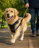 harness